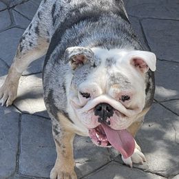 Chunky - Bulldog
