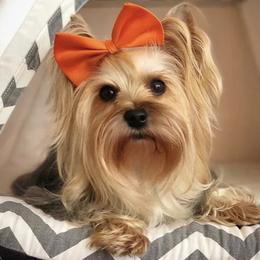 Mia - Yorkshire Terrier
