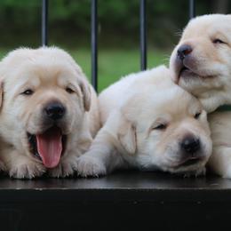 Girl 3 - Yellow female Labrador Retriever puppy in Conroe, Texas from Pride Rock Labradors