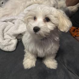 Nash - White male Coton de Tulear puppy in Pittsburgh, Pennsylvania from My Sweet Cotons