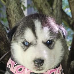 Aryana girl 2 - Black and white female Siberian Husky puppy in Springfield, Massachusetts from 16acreshuskies