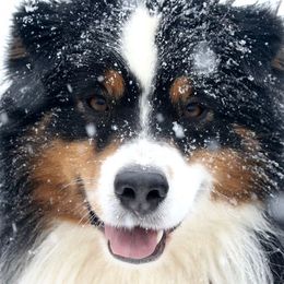 Australian Shepherds from Starbound Aussies