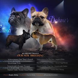 French Bulldog puppies from HazyDayFrenchies