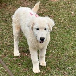 Male 3-RED - White male Maremma Sheepdog puppy in New Auburn, Wisconsin from Cordell Corgis