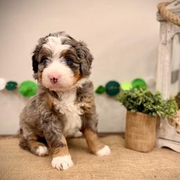 Nayvee - Blue merle female Bernedoodle puppy in Idaho from Bernese By Barzees