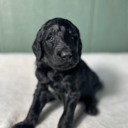 Bishop - Black male Goldendoodle puppy in Osage City, Kansas from Golden Ridge Goldens