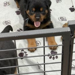 Rottweiler Puppies from Vom Haus Fantasy Rottweiler Kennel
