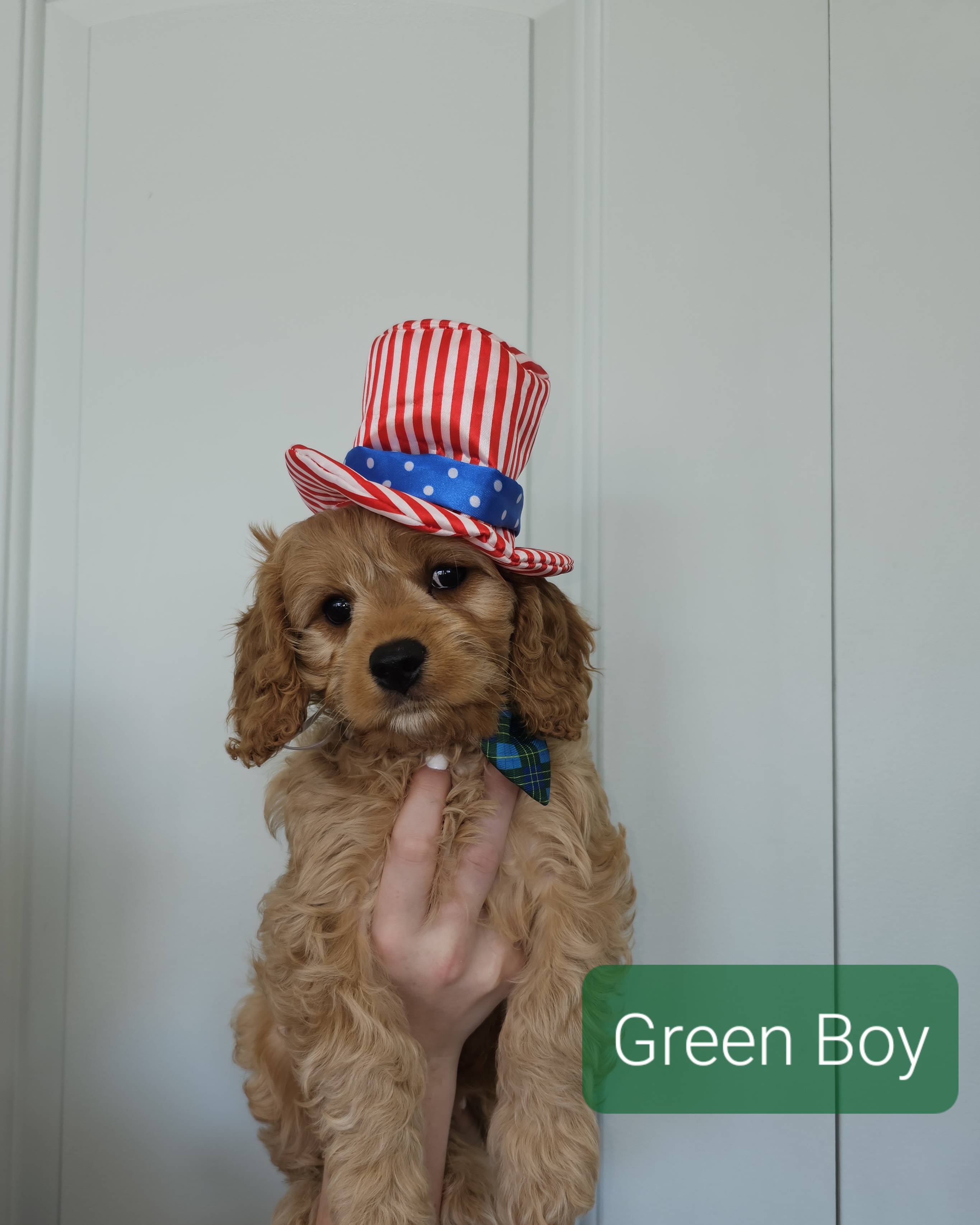 Cavapoo Puppies from Prince Pups