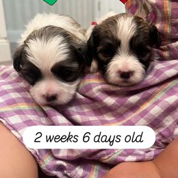 Mr Green Collar - male Mal-Shi puppy in Poolville, Texas from Tx Pups