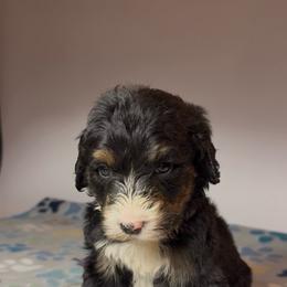 Filé - Tri-color female Bernedoodle puppy in Carencro, Louisiana from Southern Bayou Poodles and Doodles