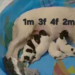 Girl 1 is puppy 3 in the photo - Tri-colored female Parson Russell Terrier puppy in Branford, Florida from Loyalville