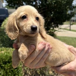 Nellie - Cream female Dachshund puppy in Locust Grove, Georgia from Dawg On Cute Doxies