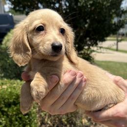 Nellie - Cream female Dachshund puppy in Locust Grove, Georgia from Dawg On Cute Doxies