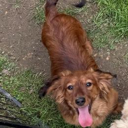 Margie - Red female Dachshund puppy in Indian Trail, North Carolina from Hilda’s Teenie Weenies