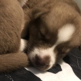 Siberian Husky Puppies from SnowShier Huskies