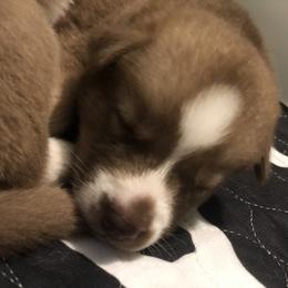 Siberian Husky Puppies from SnowShier Huskies
