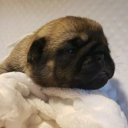 Mr. White - Fawn male Pug puppy in Gore, Oklahoma from Pugs on Pecan