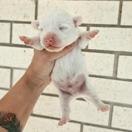 Dice - Blue merle and white male American Corgi puppy in Midway, Arkansas from Wildlings & Wild Things Homestead