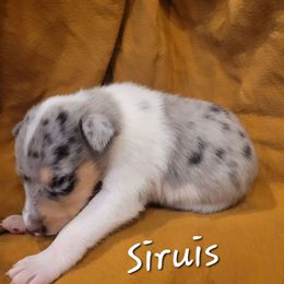 Siruis - Blue merle white and tan male Collie puppy in Mattoon, Illinois from Gold Leaf Collies