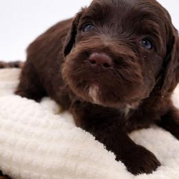 Red - Brown and white male Aussiedoodle puppy in Byron, Georgia from Southern Olive Doodles 🫒