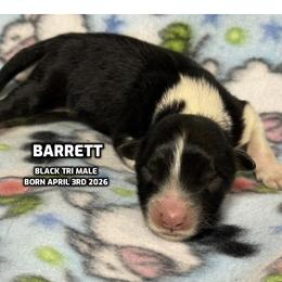 Barrett - Black tri-color male Australian Shepherd puppy in Bethany, Connecticut from Wynter Thyme Manor Australian shepherds