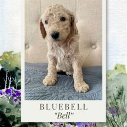 Bluebell - Cream female Labradoodle puppy in Kingman, Arizona from The Dood Ranch