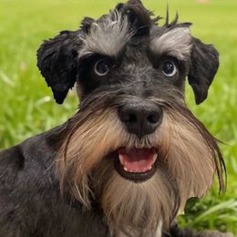 Mateo - Miniature Schnauzer