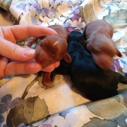 "Charlotte (mom) at 2 days old" Cavapoo Puppies from Lynnette's Cavapoos