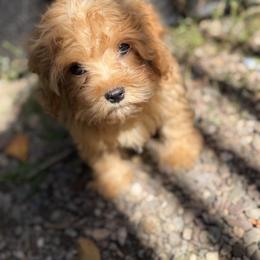 Bruno - Red male Cavapoo puppy in Woodridge, New York from Woodland poodles and Cavapoos