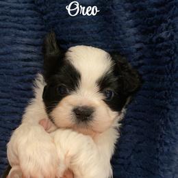 Oreo - Gold and white male Shih Tzu puppy in Bauxite, Arkansas from TnT Shih Tzu
