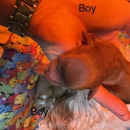 Boy 2 - Red female Cavapoo puppy in Cottondale, Florida from Pat’s precious puppies