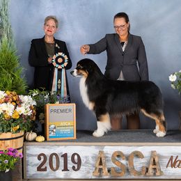 Rhett - Australian Shepherd