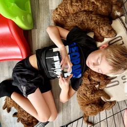 Cavapoo Puppies from Patriot Pups Cavapoos
