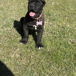 Cane Corso Puppies from Bellissima Cala Cane Corso