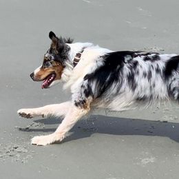 Australian Shepherds from Ridgeview Australian Shepherds