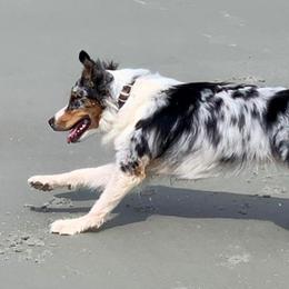 Australian Shepherds from Ridgeview Australian Shepherds