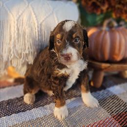 Oliver - Phantom male Bernedoodle puppy in Russell Springs, Kentucky from 270 Doodles