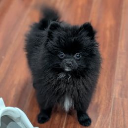 Raven - Pomeranian