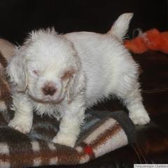 Clumber Spaniel and Irish Red and White Setter Puppies from NyaStar & Chequamegon