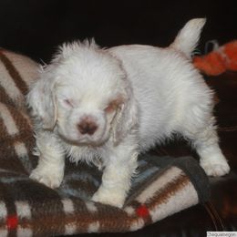 Clumber Spaniel and Irish Red and White Setter Puppies from NyaStar & Chequamegon