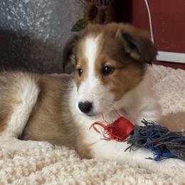 Shay - female Scottish Collie puppy in Newcastle, Wyoming from Wykota 7K Scottish Collies