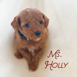 Holly - Red  female Goldendoodle puppy in Sacramento, California from Dandy Doodles Goldendoodles