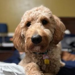 Jo - Goldendoodle