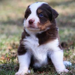 Foxy - Red tri female Miniature Australian Shepherd puppy in Menomonee Falls, Wisconsin from Hunt N Oaks