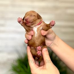 Pink - Cream female Goldendoodle puppy in St George, Utah from Picture Perfect Doodles