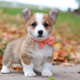 Pembroke Welsh Corgi Puppies from Admar Canines