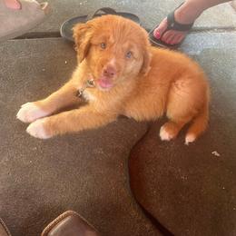Timmy - Red male Nova Scotia Duck Tolling Retriever puppy in Battle Ground, Washington from Mountain Ranch Tollers