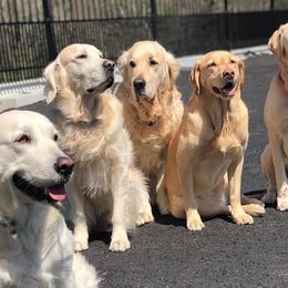 Golden Retrievers from ZenSpawt