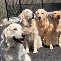 Golden Retrievers from ZenSpawt