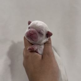 French Bulldog and Shih Tzu Puppies from Puppy Paper House